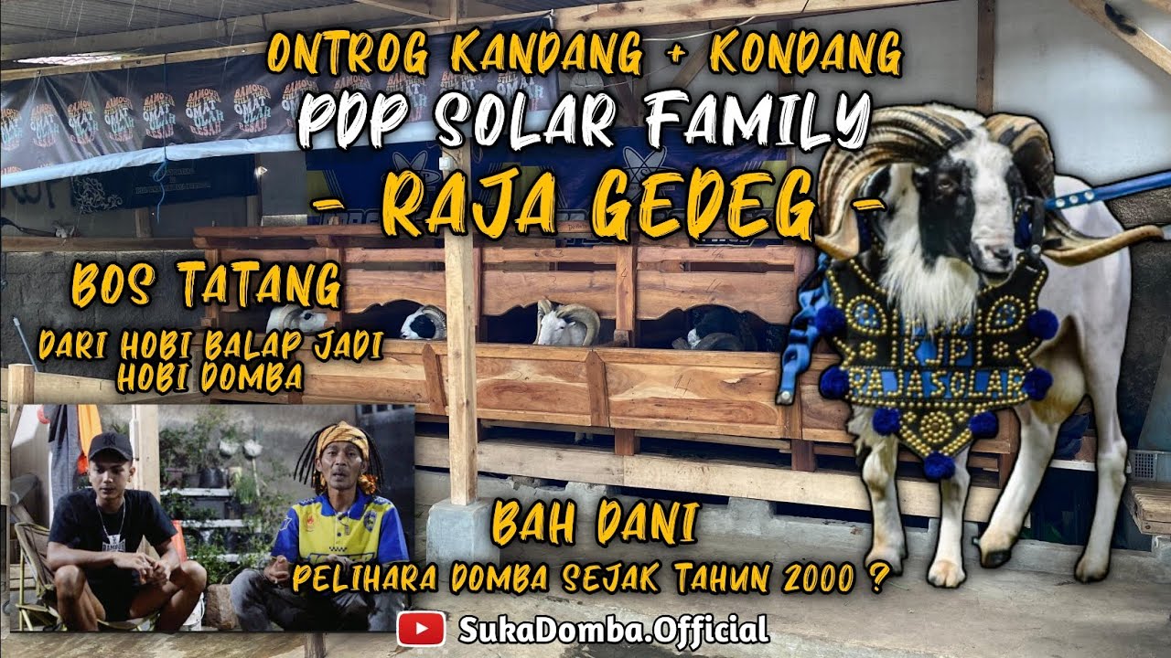 ontrog kandang padepokan SOLAR FAMILY || ngawangkong payuneun kandang ( KONDANG )  #rajagedeg