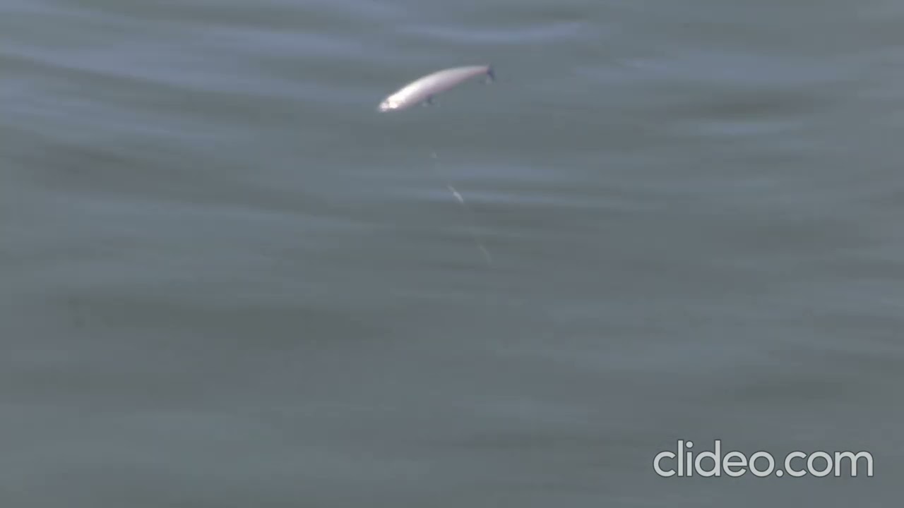 OSP Bent Minnow topwater lure