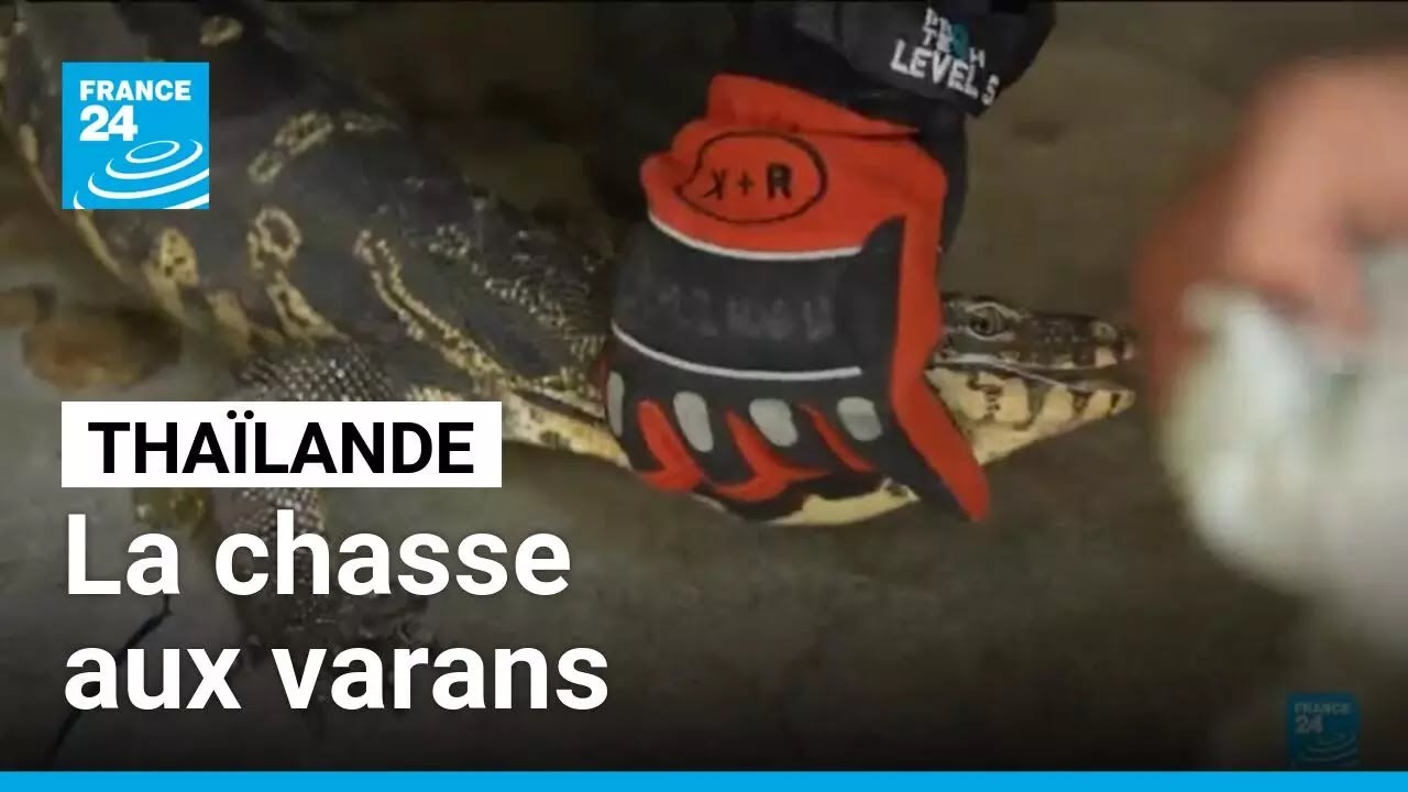 À Bangkok, les varans s'invitent partout... même dans les maisons et au supermarché • FRANCE 24