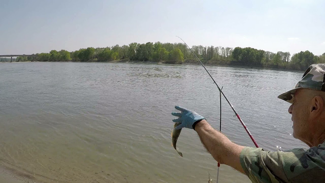 Pesca in Po, barbi, breme e pescegatto