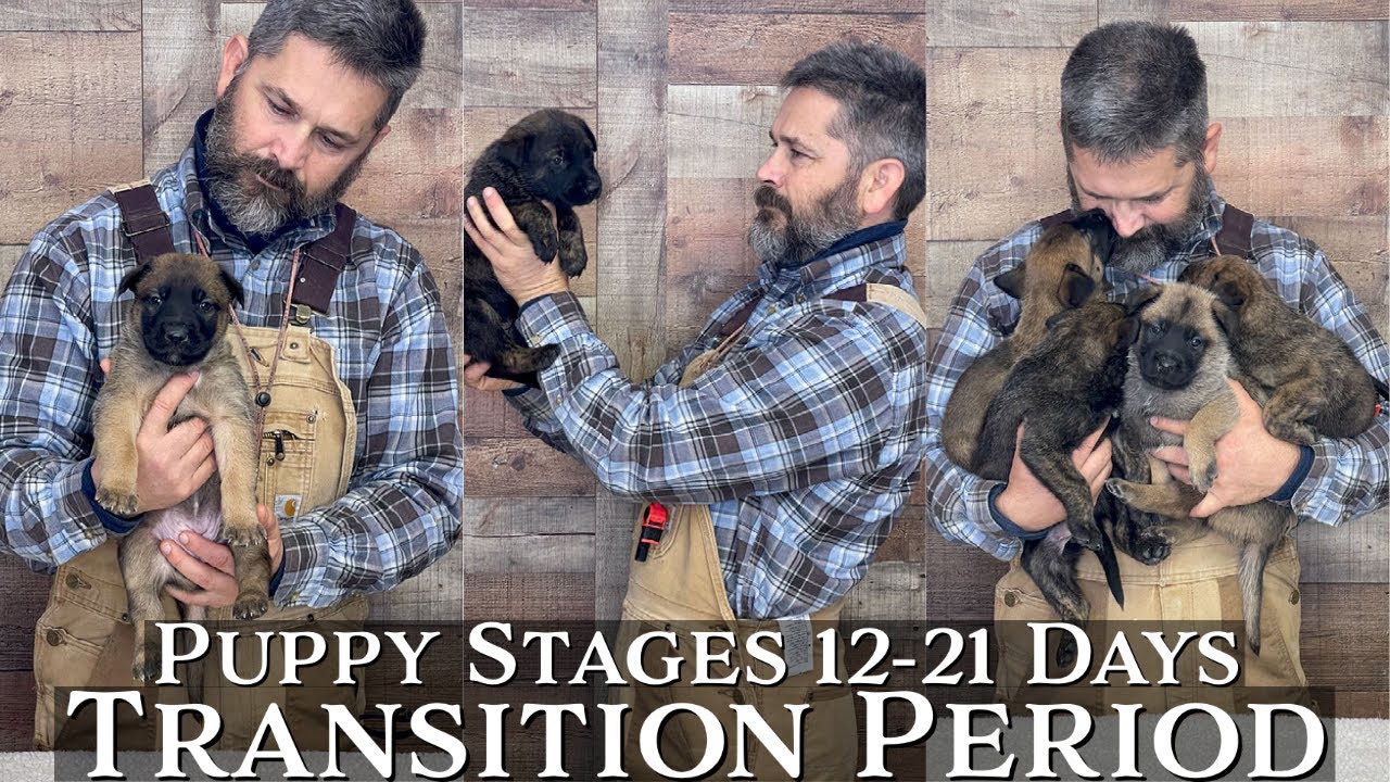 Puppy Developmental Stages: Episode 2 | Transition Period (12-21 Days)