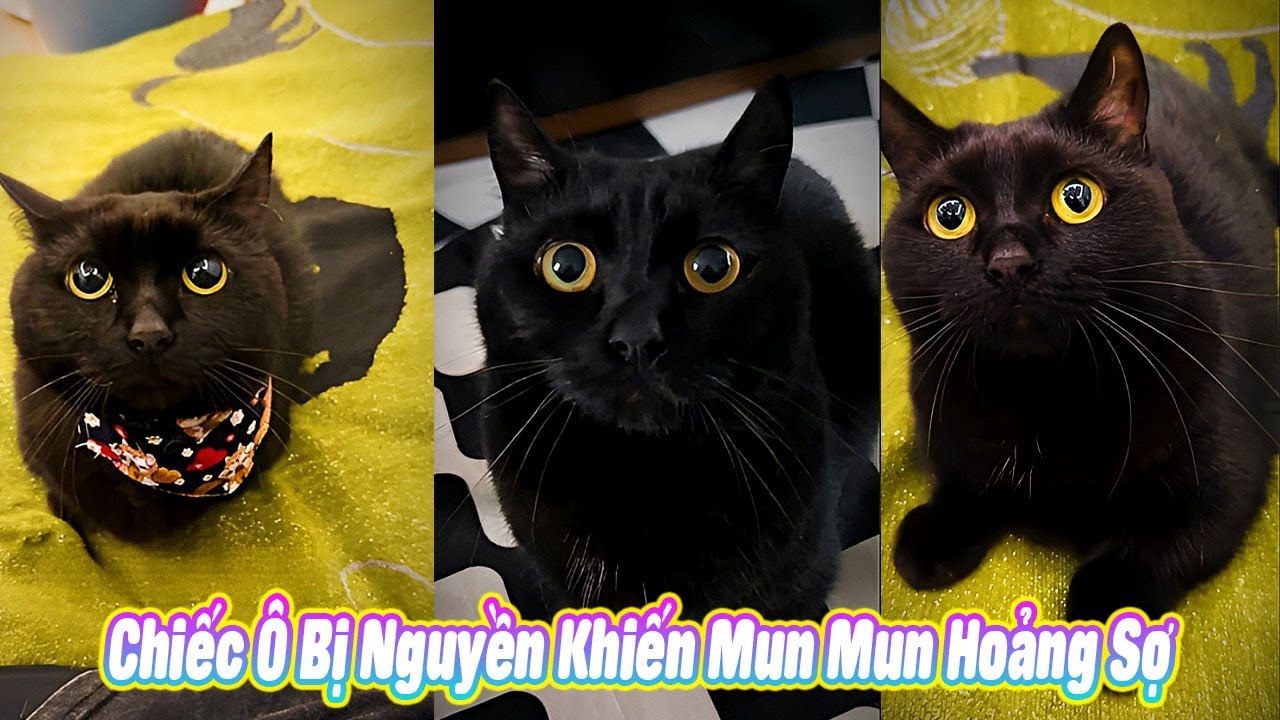 🌂 Chiếc Ô Bị Nguyền Khiến Mun Mun Hoảng Sợ 😱 #thúcưng #vậtnuôi #chómèohàihước #funny #pet #cat #cute