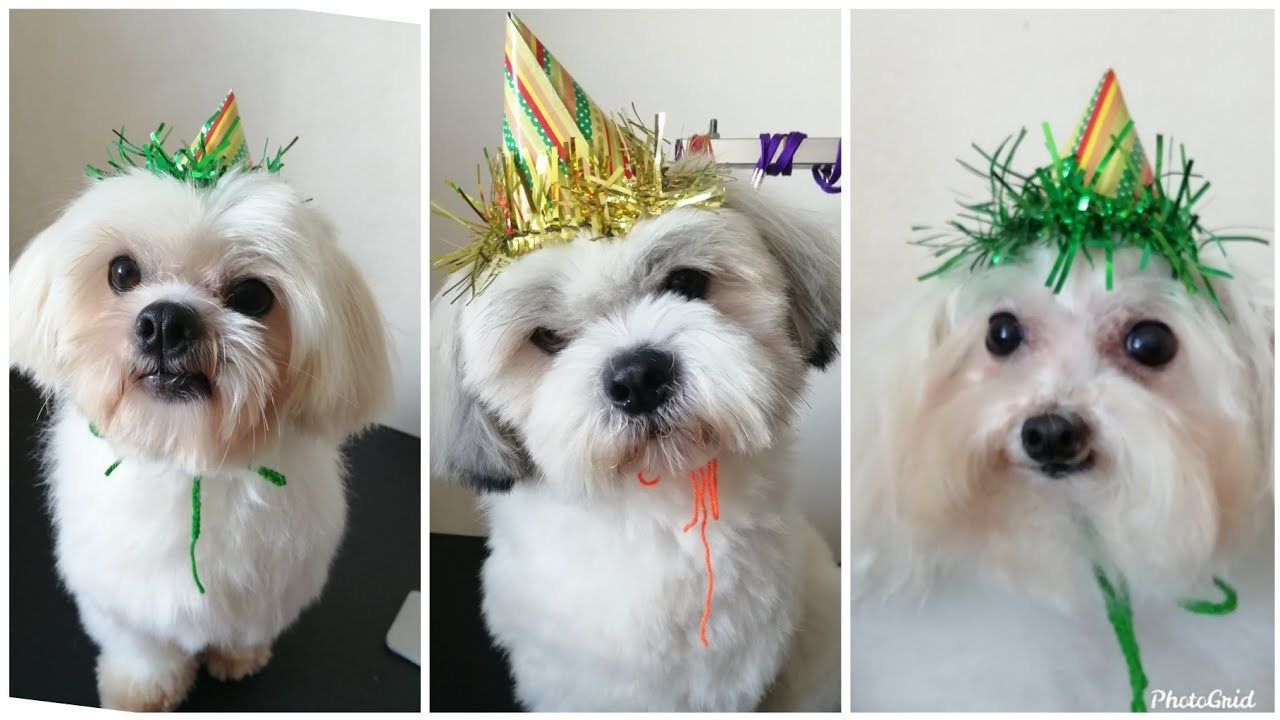 DIY Dog Party Hat | Cat Party Hat | Rainbowww DIY​