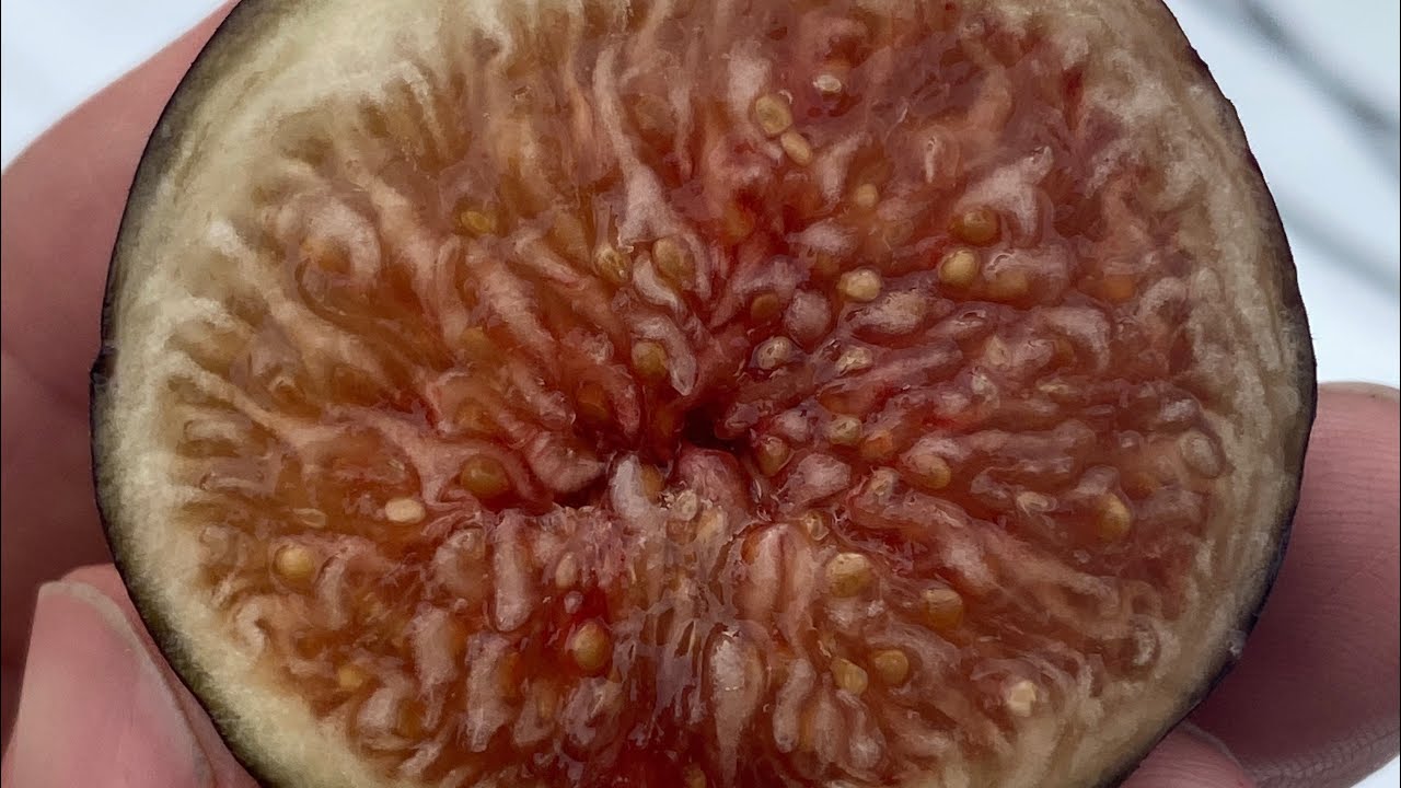 De Tres Esplets Main Crop in ground 9/4/2023