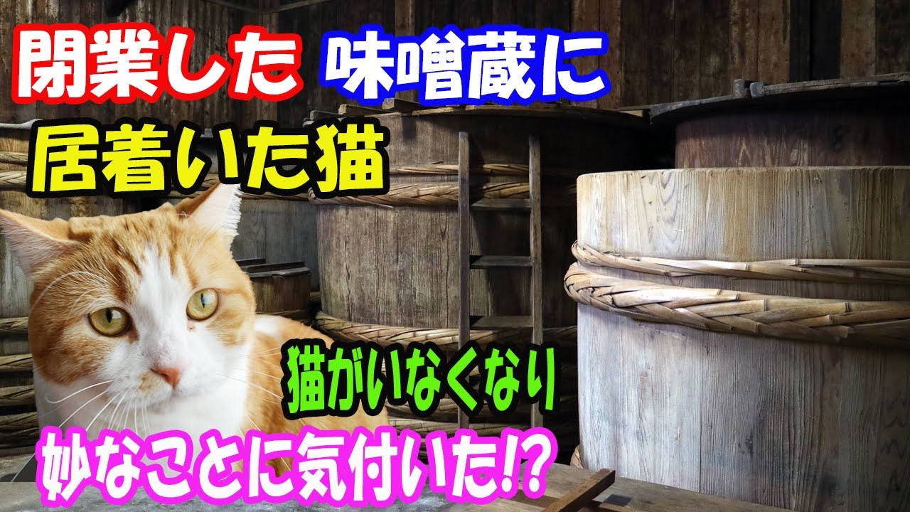 閉業して１０年の味噌屋の味噌蔵に猫が居着いてしまった!? 猫がいなくなり気付いたことに衝撃【猫の不思議な話】【朗読】