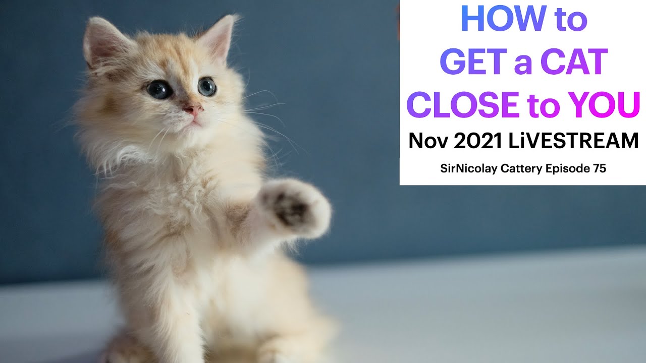 How to Get a Cat Close to You
