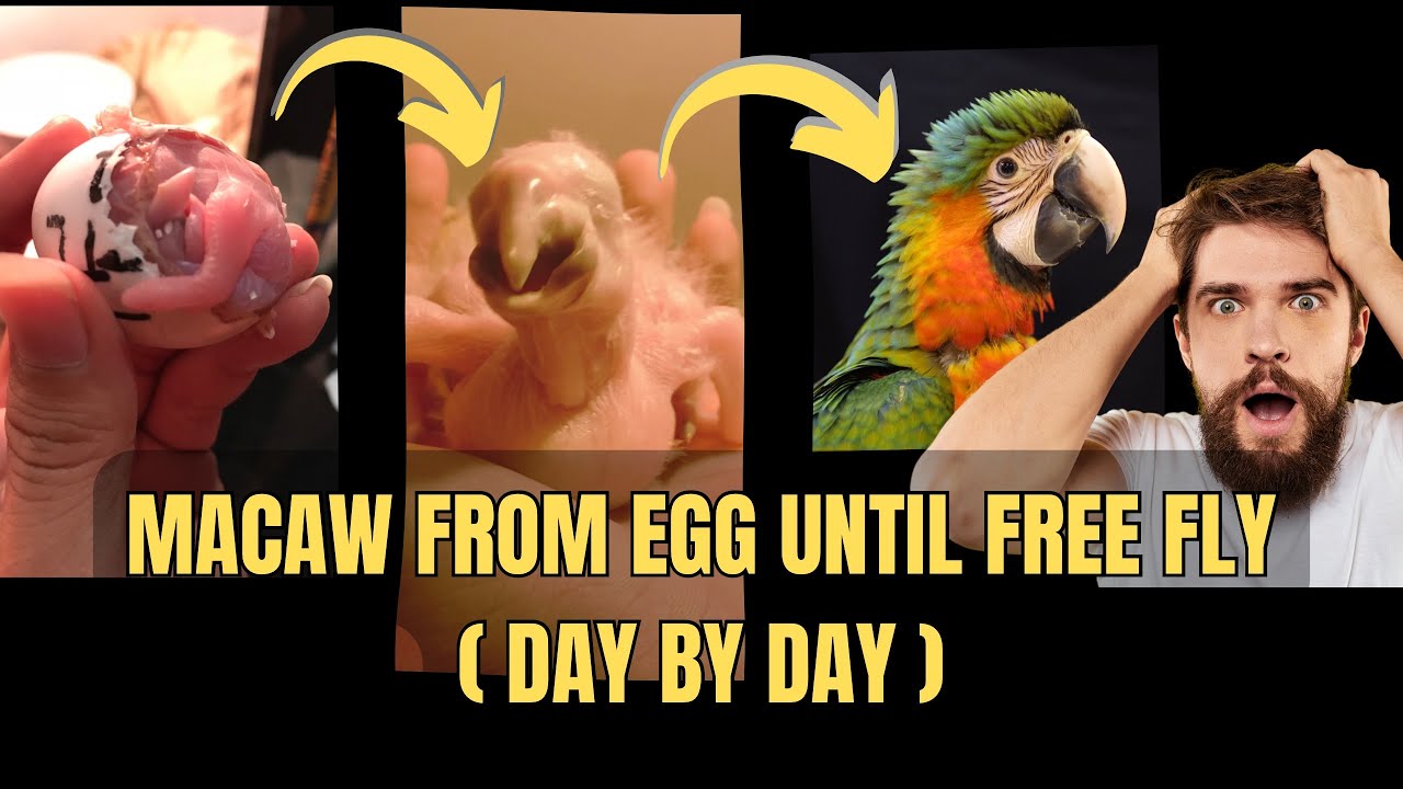 MACAW GROWING UP FROM EGG UNTIL FREE FLY!!