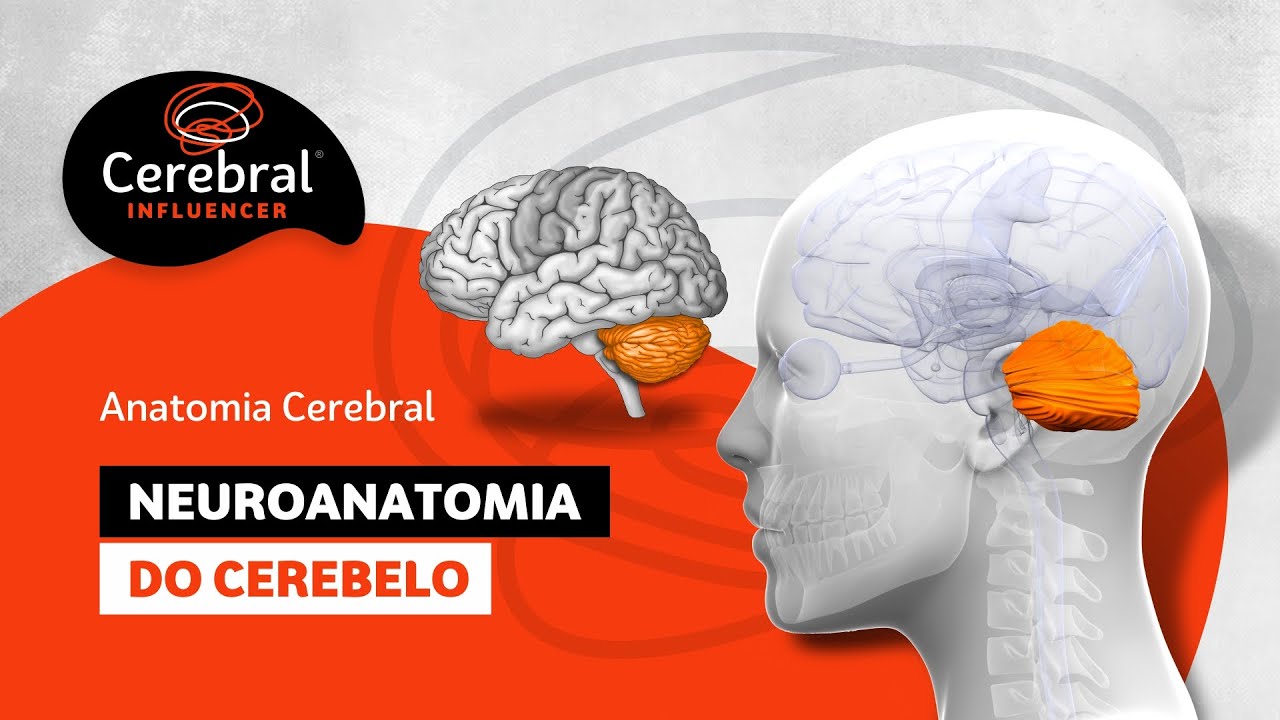 Neuroanatomia do Cerebelo: "O Pequeno Cérebro" - Anatomia Cerebral (Cerebral Influencer)