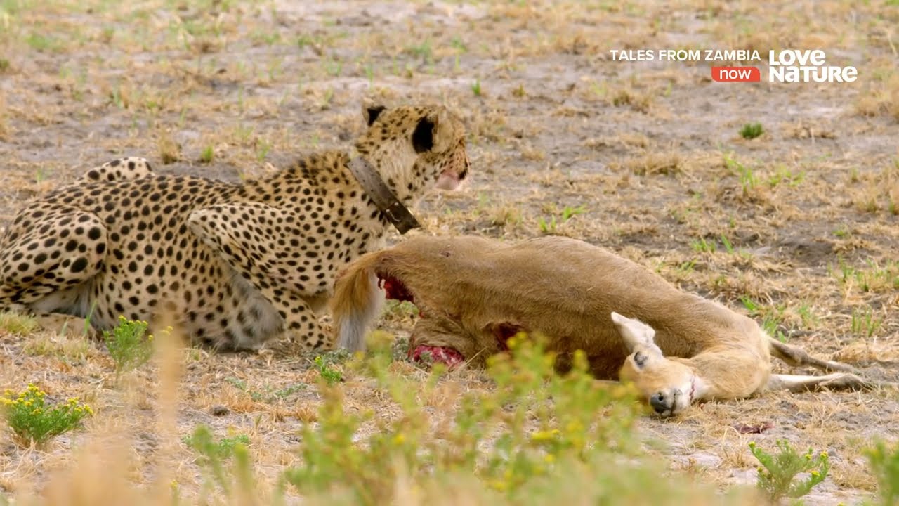 Африканские сады Эдема / Africa's Edens | 4K |