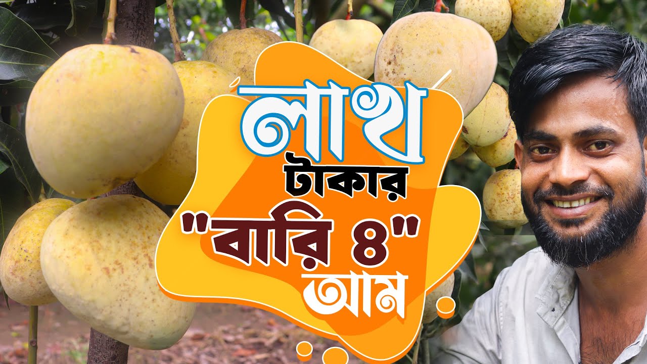 বারি ৪ আম চাষে অবিশ্বাস্য ফলনে লাখ টাকা আয়ের স্বপ্ন উদ্যোক্তার | বারি ৪ আম চাষ পদ্ধতি| Bari 4 Mango