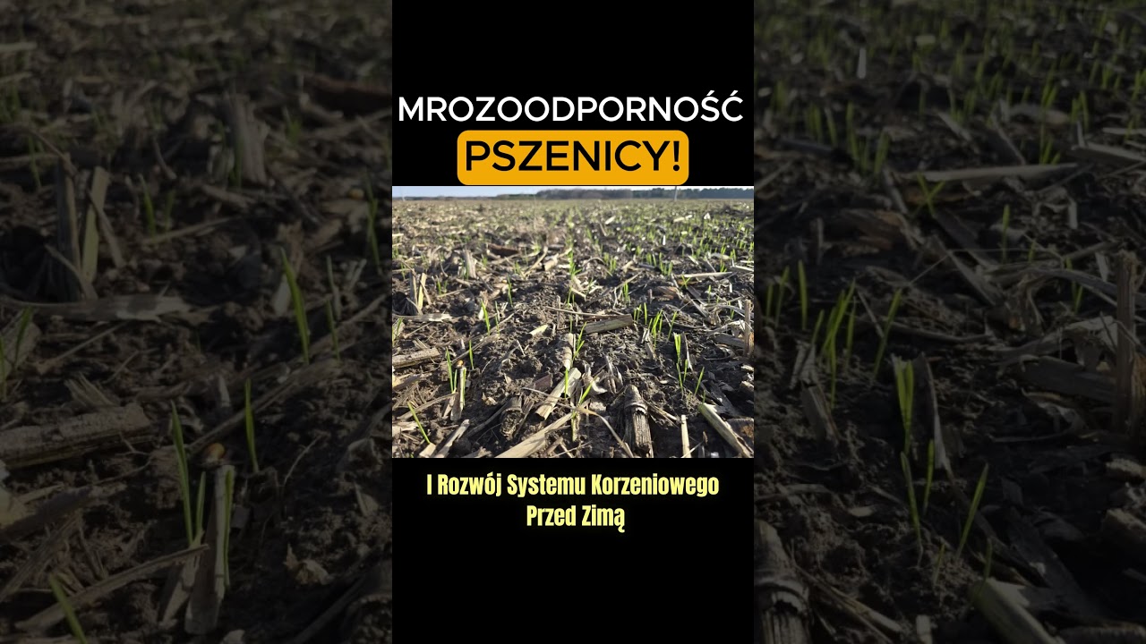 Jak termin siewu wpływa na mrozoodporność pszenicy? #shorts  #dc