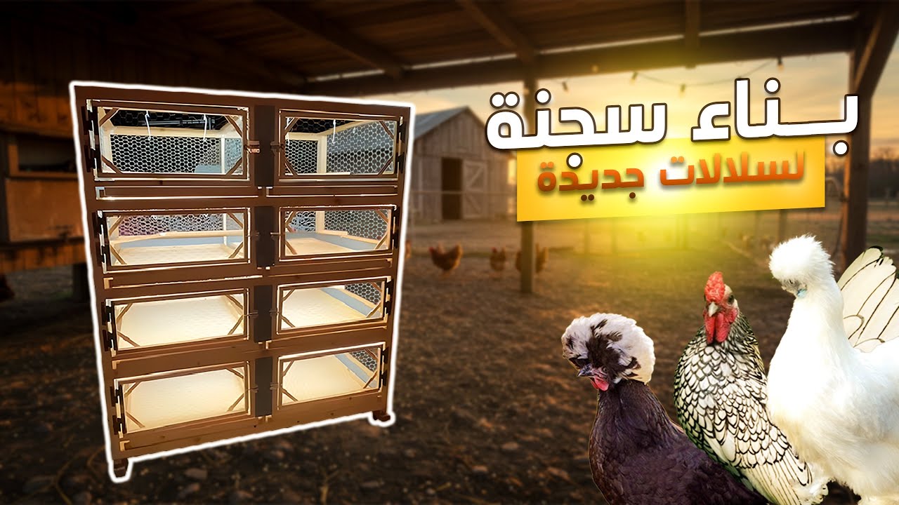 سجنة جديدة 🛠️ لسلالات الزينة