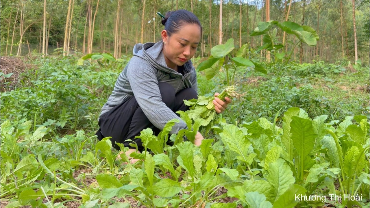 Harvesting long eggplants and flower radishes - Dried fish with salt and chili