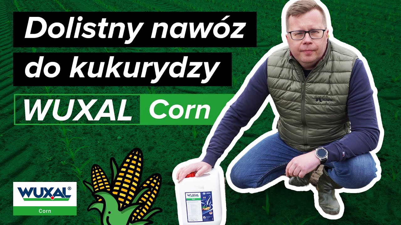 Nawóz dolistny do kukurydzy WUXAL Corn ☆ Nufarm 🌽 Poletka odmianowe MIFARM