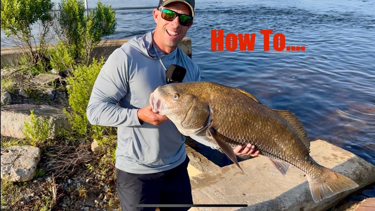 BIG Black Drum on Blue Crab!!