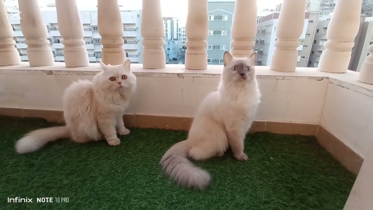 Ye Dono Yaha Kiya Ker Rahy hain? Subha subha! Or Q Nikalny Ki Waja? @LaraDaraFunda #cats #catvideos 