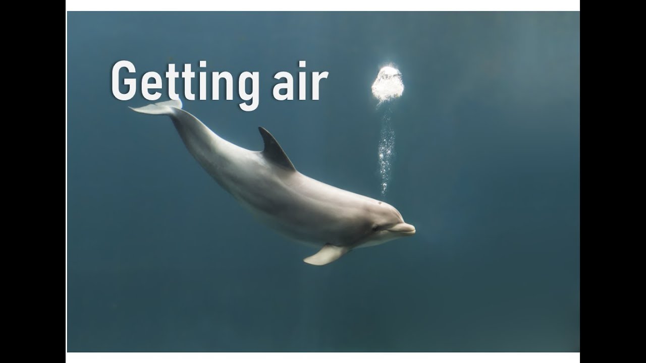 How do whales and dolphins breathe | Prof TRACEY ROGERS UNSW Sydney Australia