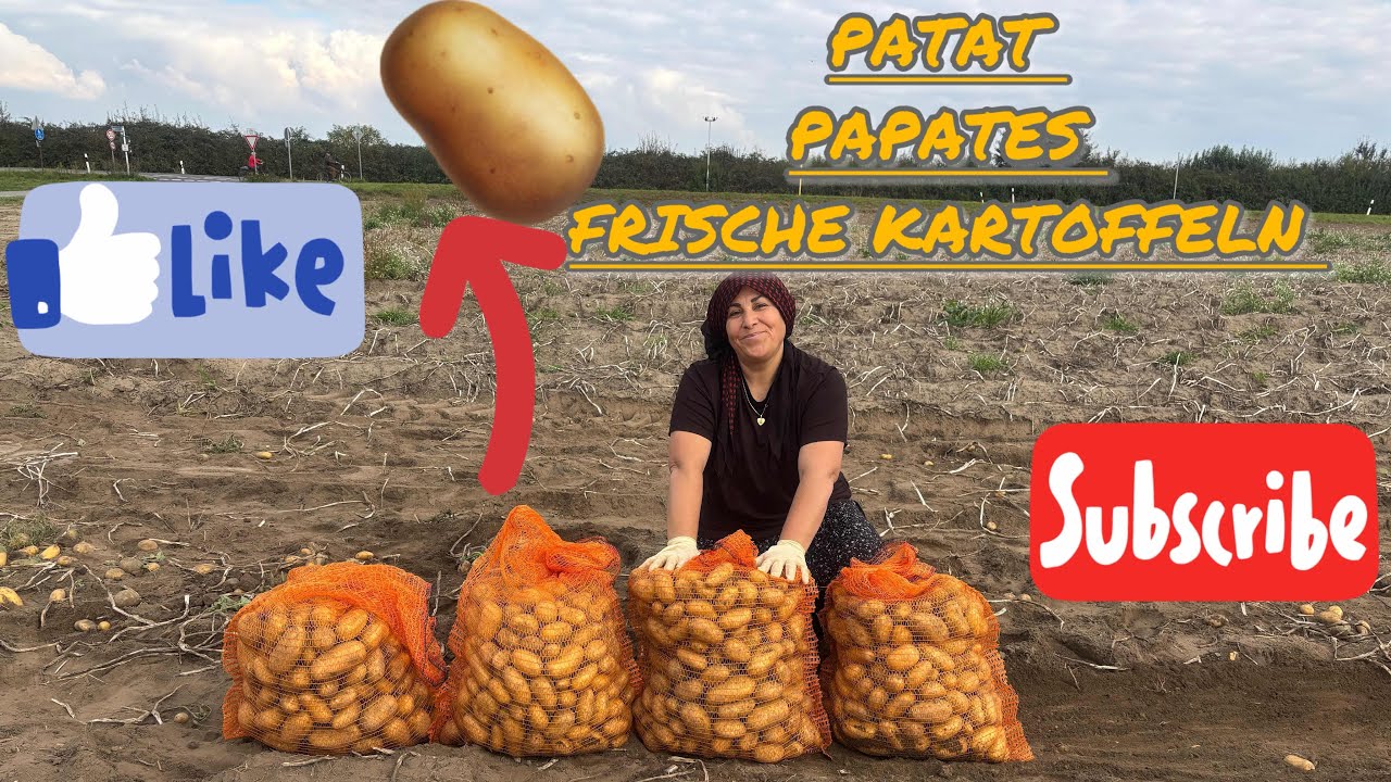 MERYEM MACHT GANZE ARBEIT ALLEINE||AUFM BAUERNHOF KARTOFFELN 🥔 SAMMELN