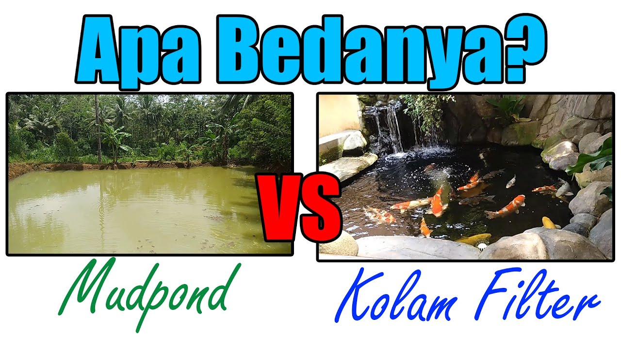 Apa sih Bedanya membesarkan ikan KOI di Kolam KOLAM FILTER dan Kolam lumpur/MUDPOND ?