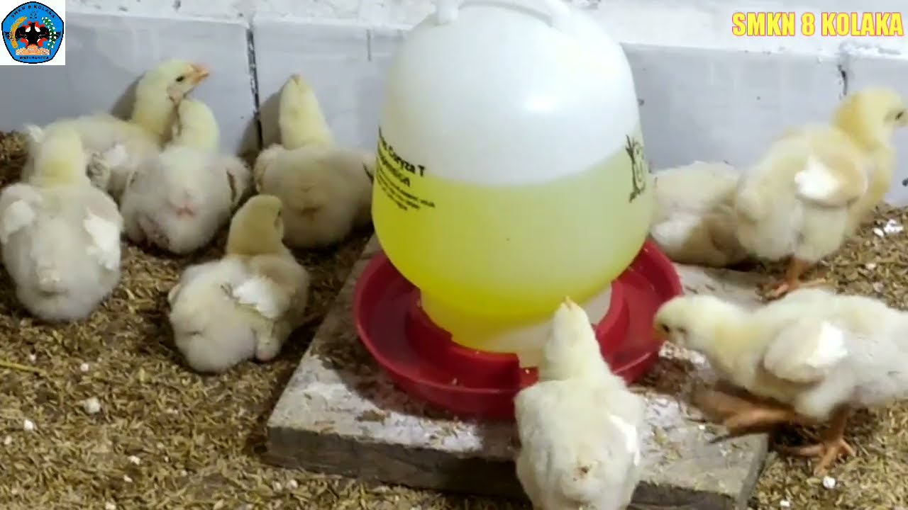 PEMELIHARAAN AYAM POTONG / UNIT PRODUKSI JURUSAN PETERNAKAN SMKN 8 KOLAKA PROV. SULAWESI TENGGARA