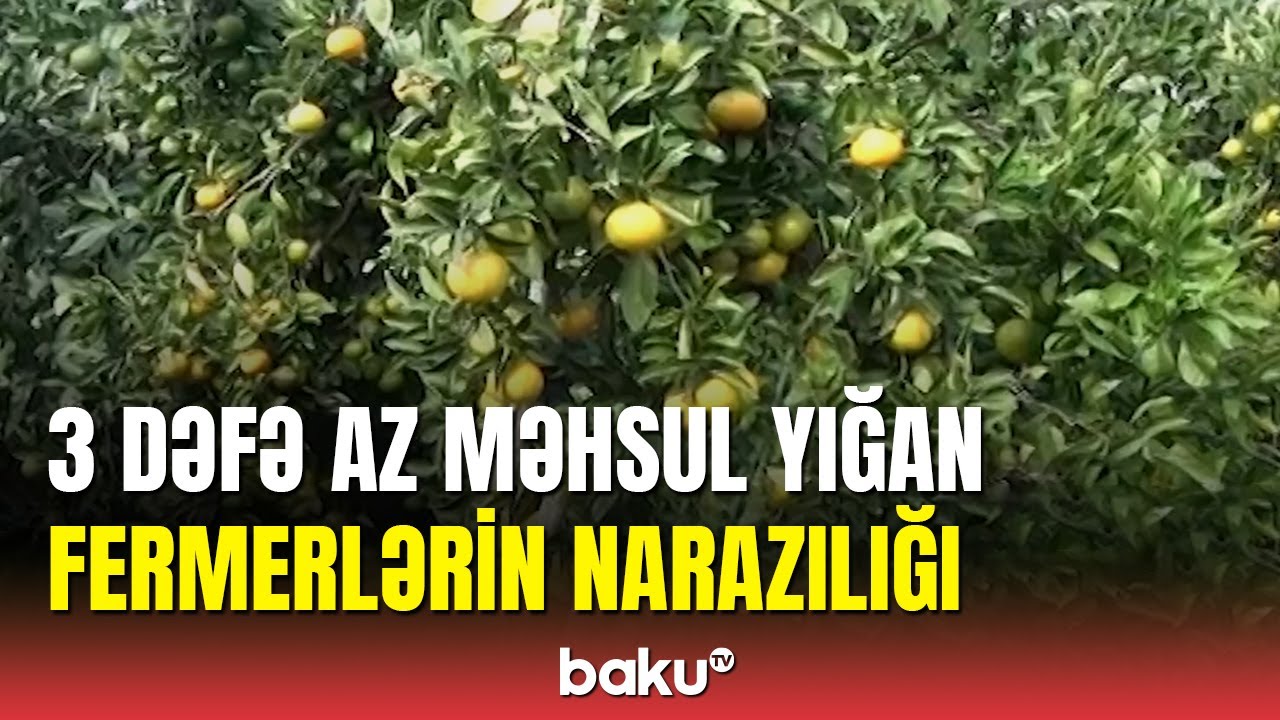 Naringi yığımında narazılıq: Məhsul qalıb, satmaqda çətinlik çəkirik