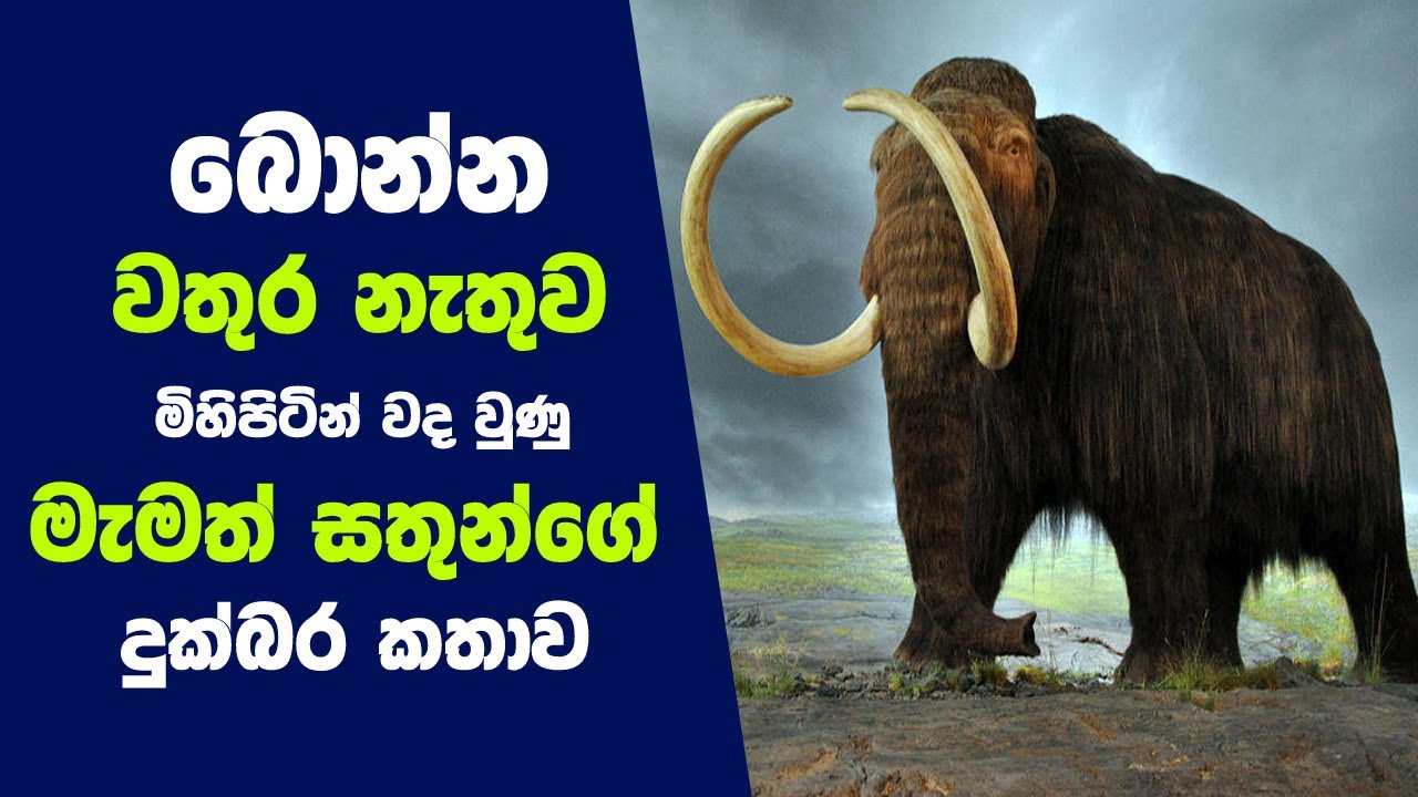 බොන්න වතුර නැතුව මිහිපිටින් වදවී ගිය මැමත් සතුන්ගේ කතාව | The story of Mammoth who became extinct