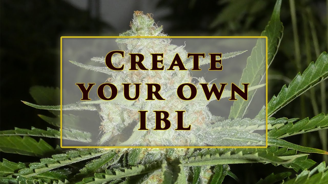 Hemp Breeding Methods - Line Breeding with Khalifa Genetics