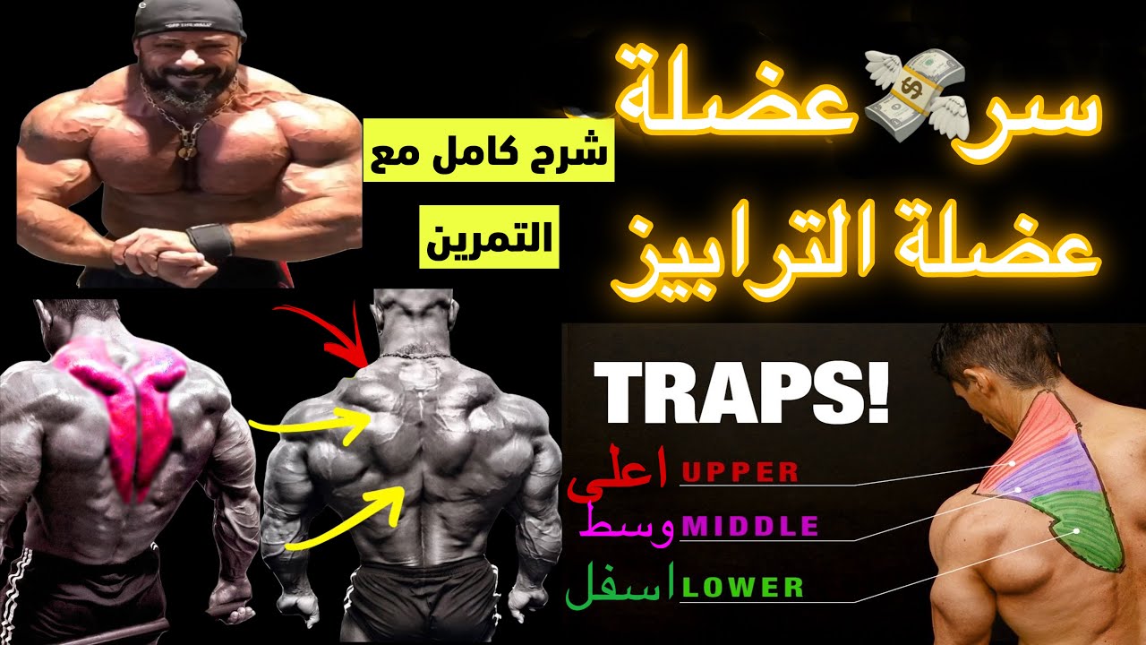 عضلة الترابيز ومشاكلها طريقة التمرين الصحيحة وهل هية كبيرة ام صغيرة ؟ 🤔