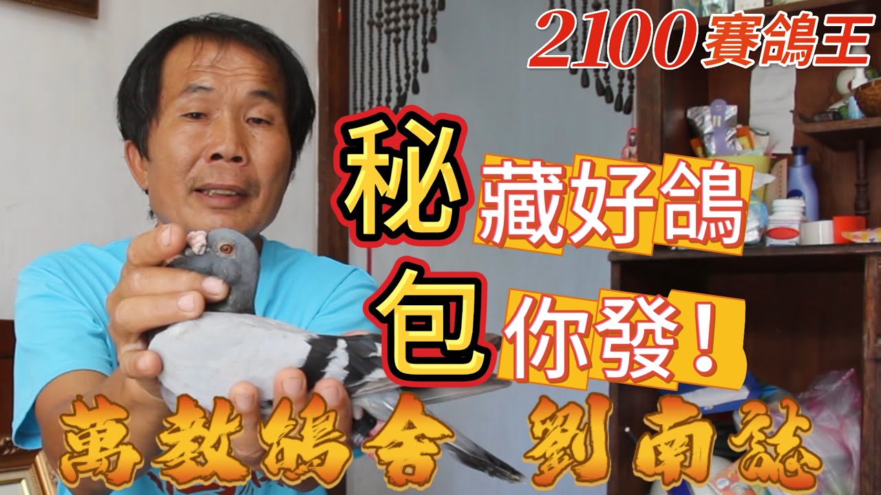 專訪【萬教鴿舍劉南誌】陳學賜領很大莊式秘包、42系～天時地利人和分享會| #秘包#42系#強豪#種鴿#養鴿#賽鴿#未比賽選手鴿#中小型#黑目#東南風#新台灣冠軍亞軍#布袋季軍#馬賽冠軍#2100賽鴿王