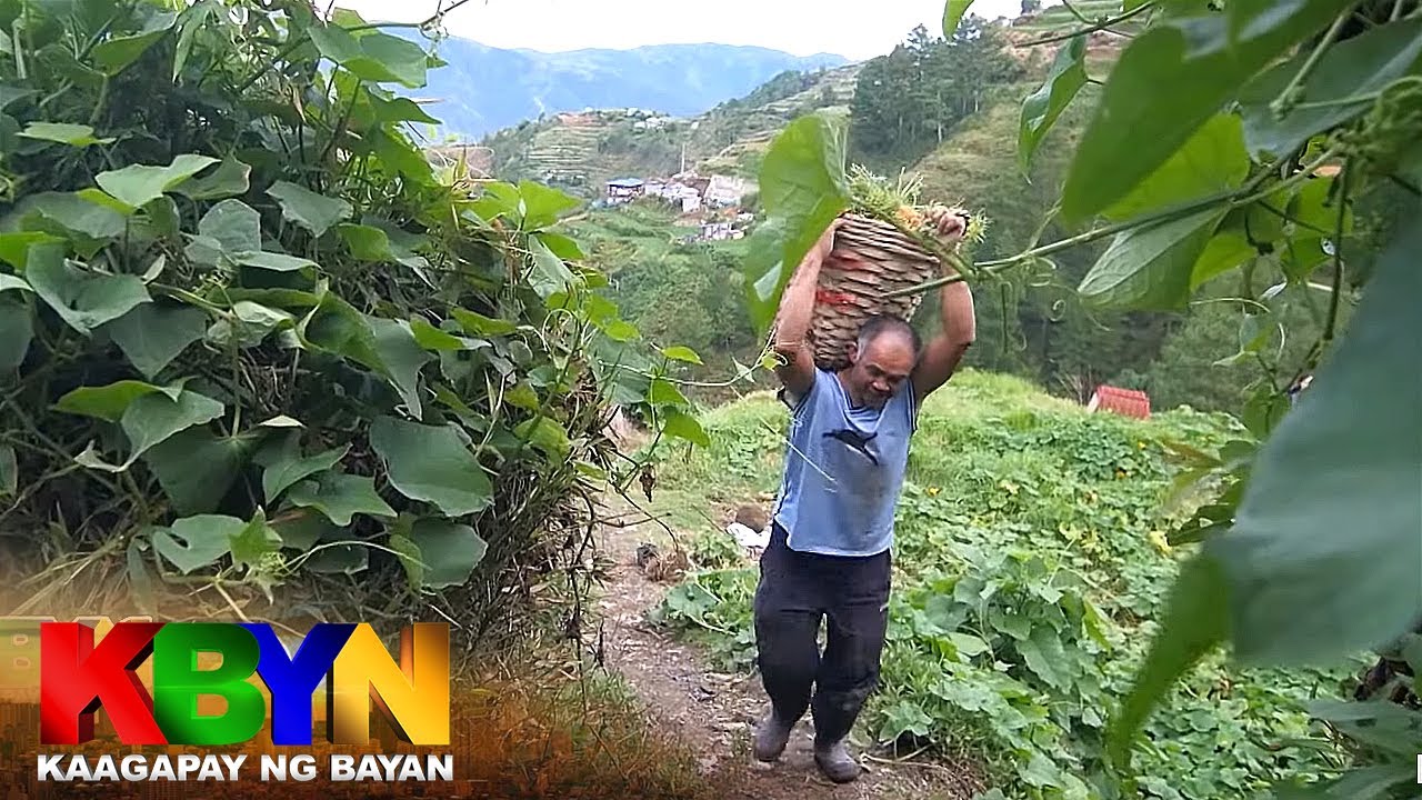 KBYN: Mga magsasaka sa Benguet, nahihirapang ibenta ang kanilang mga pananim
