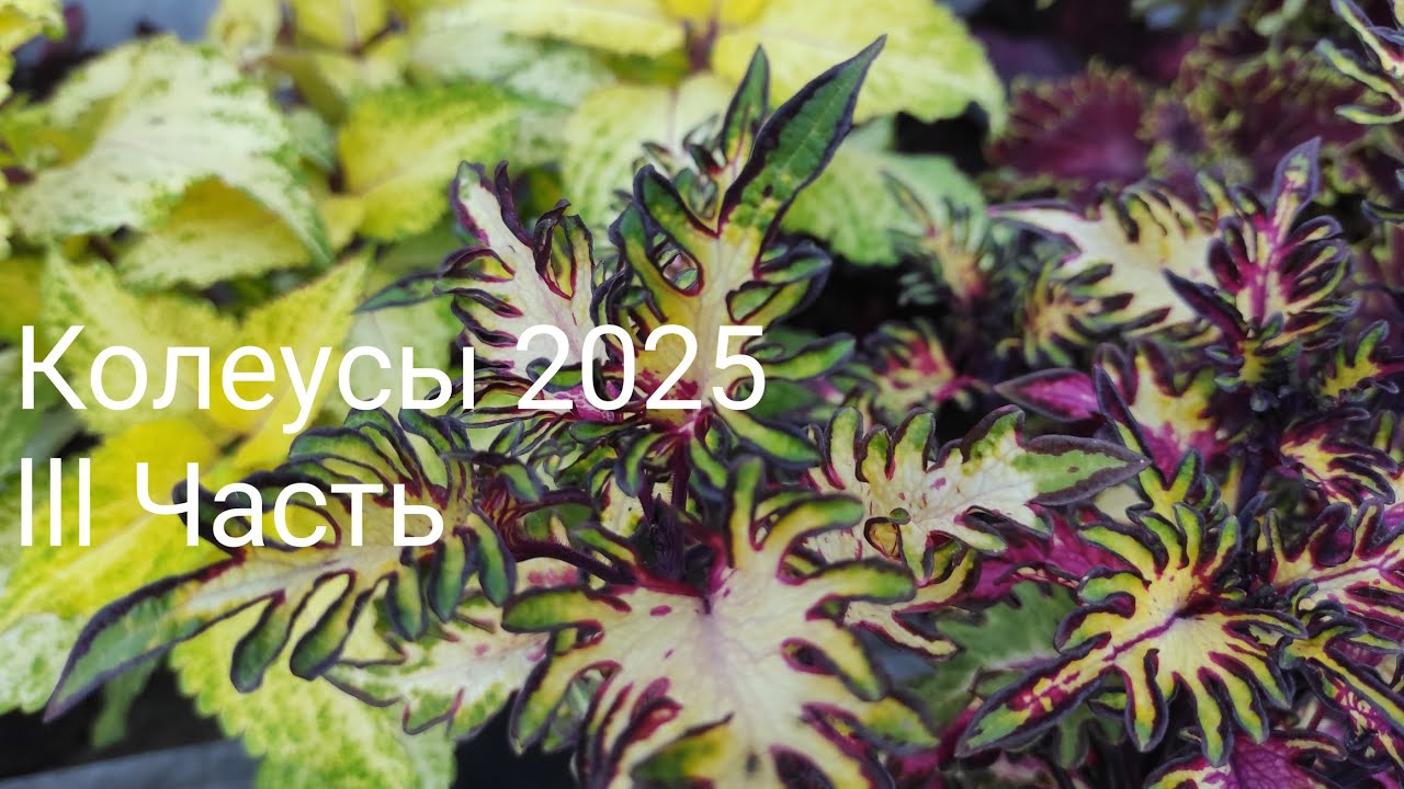 Мои колеусы, лето 2025. lll Часть