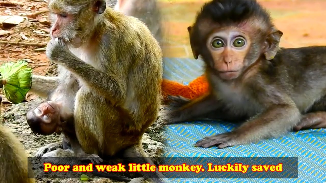 The baby monkey was seriously ill and almost lost his life. Luckily it was saved by humans