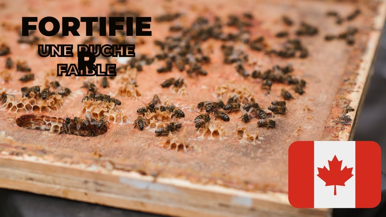 Cette semaine on fortifie la ruche faible avec la ruche forte