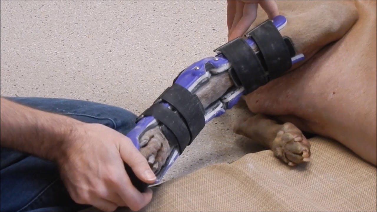 Fitting A Hock Brace From My Pet's Brace