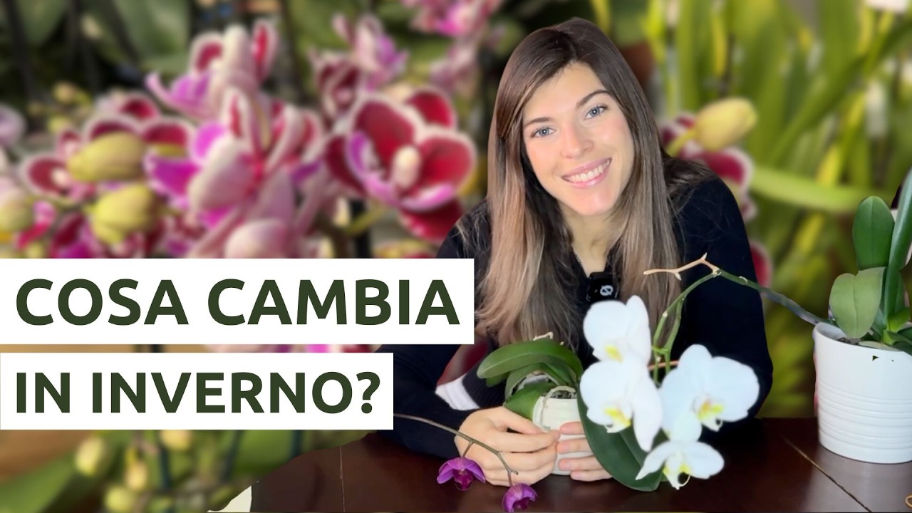 ORCHIDEE IN INVERNO: perché soffrono e come evitarlo