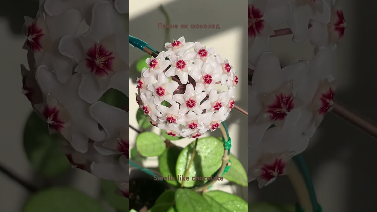 Допоможіть ідентифікувати Хойю, будь ласка 🙏 Please help identify the Hoya