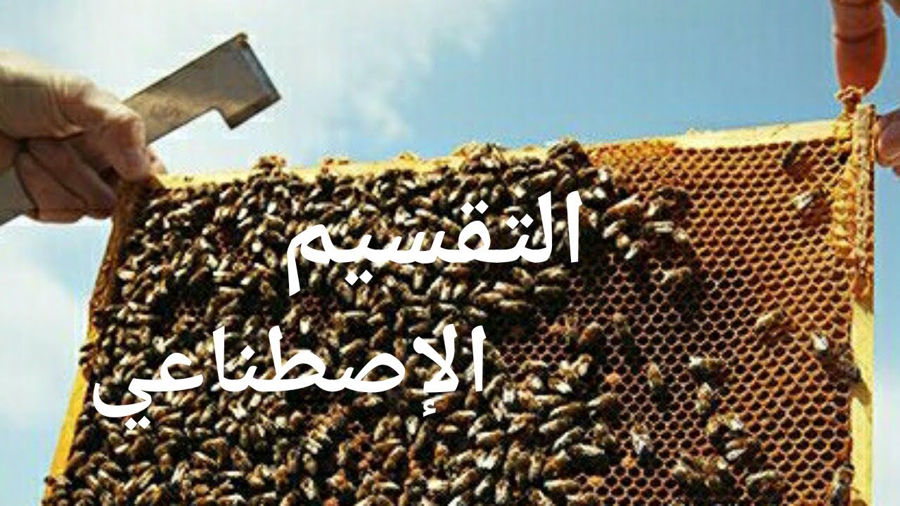 التقسيم الإصطناعي للنحل bee division