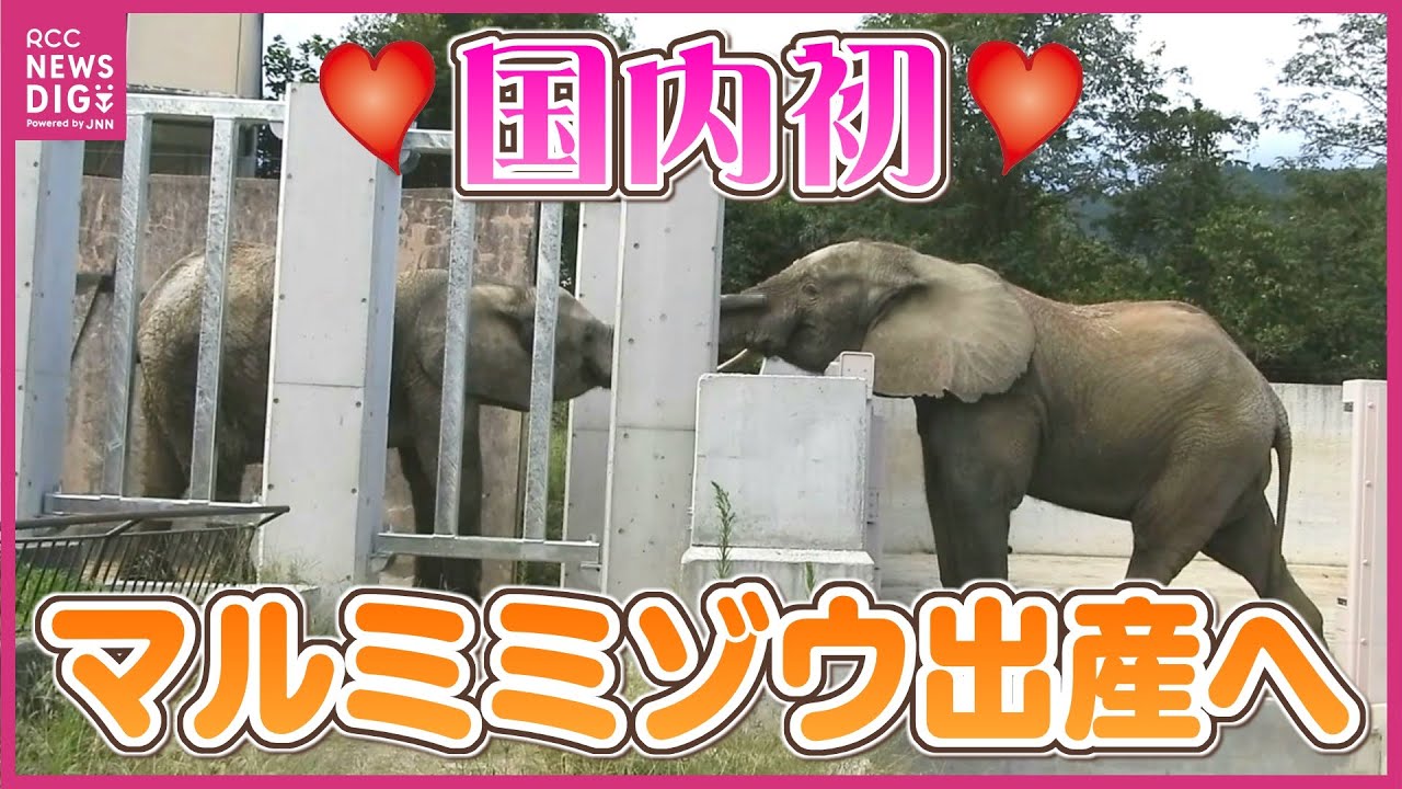 「ゾウのエコー画像は初めて」国内初！絶滅危惧種のゾウが妊娠・出産へ　マルミミゾウの “メイ” と “ダイ”　今年夏以降の出産に向けて　広島・安佐動物公園