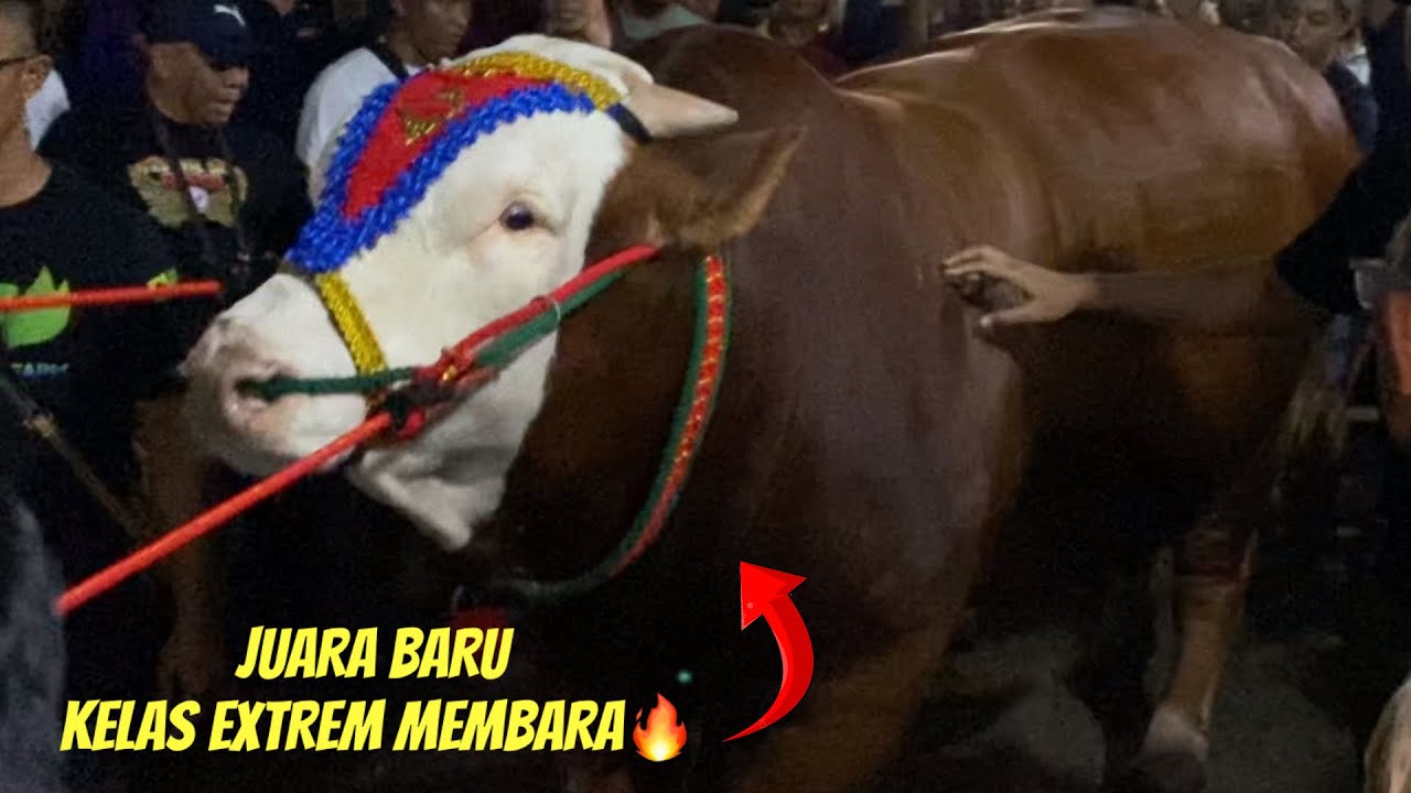 PANAS🔥FULL KELAS EXTREME JUARA BARU SAPI TERBESAR ‼️🔥