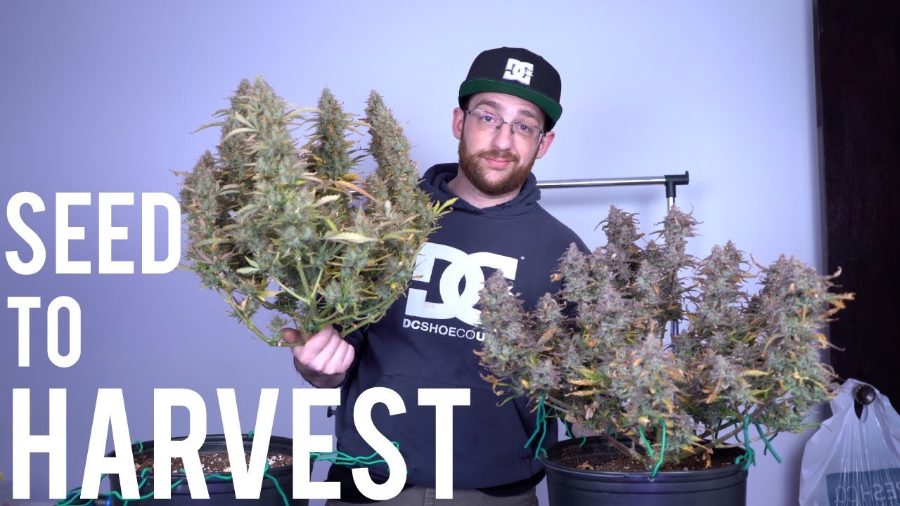 BEGINNERS HARVEST GUIDE: AUTOFLOWER SEED TO HARVEST SUMMARY