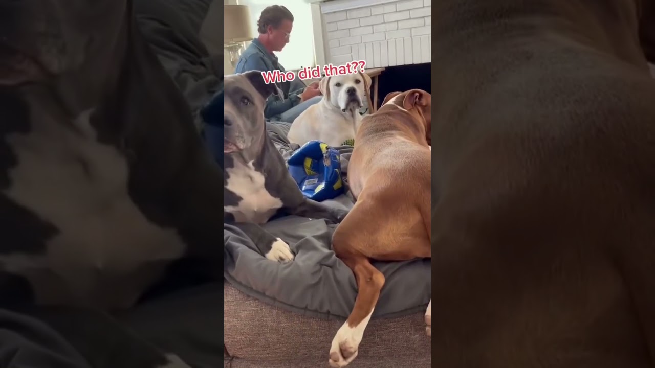 #DogFart