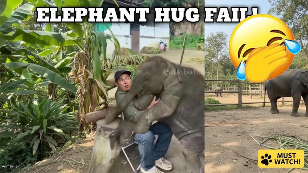 Funny Animals 🤣 Videos of the funniest animals of 2026 🤧 #funny_videos #animals #funny_animals