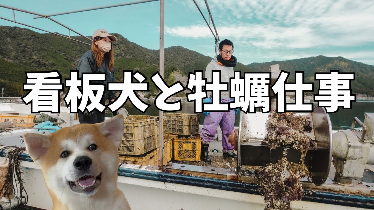 牡蠣養殖の現実をお伝え|看板犬も仕事する？！