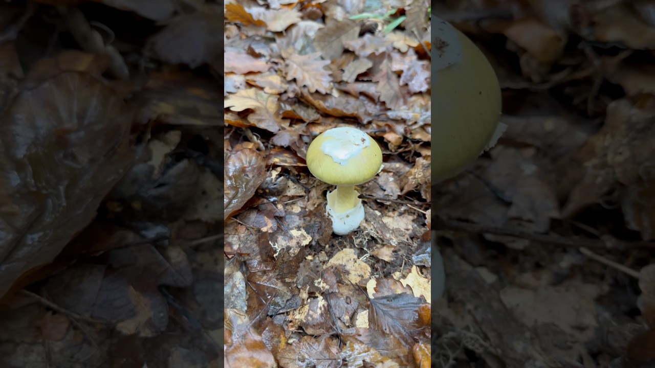 K&ouml;yg&ouml;&ccedil;&uuml;ren (Amanita phalloides) &ndash; D&uuml;nyanın En &Ouml;l&uuml;mc&uuml;l Mantarı