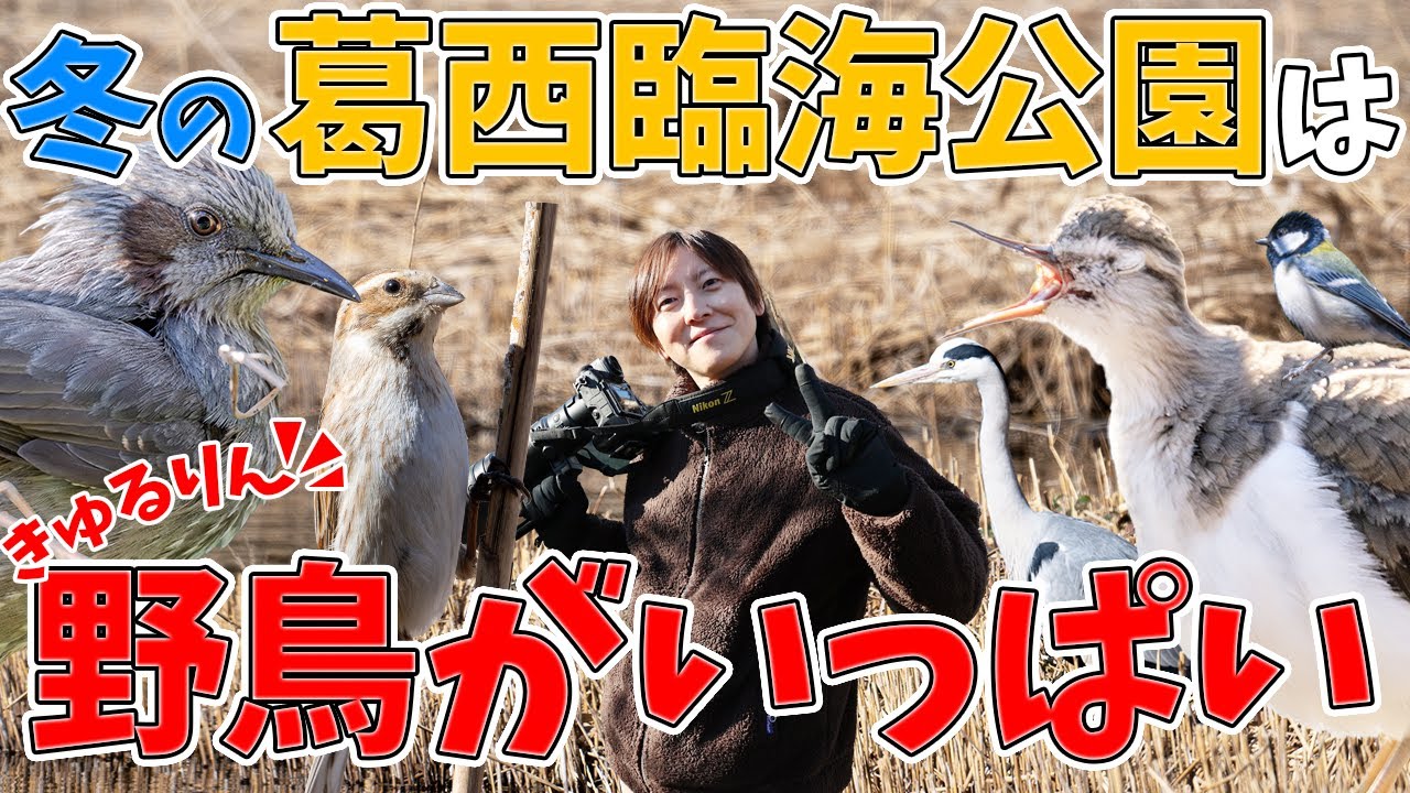 冬の葛西臨海公園で野鳥探索！