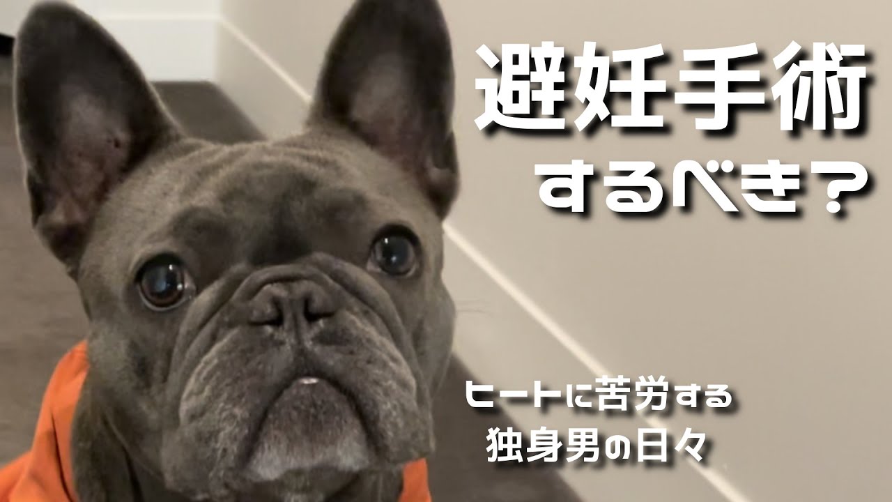 犬のヒート大変です【避妊手術する？】フレンチブルドッグ