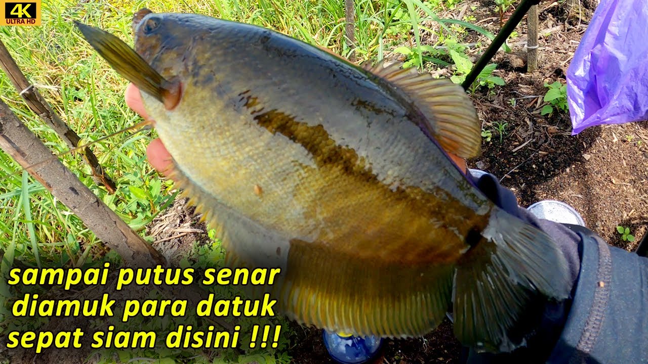 Disinilah Spot Mancing Ikan Sepat Siam Terbesar - Mancing Sepat Siam Babon Jumbo Kalimantan