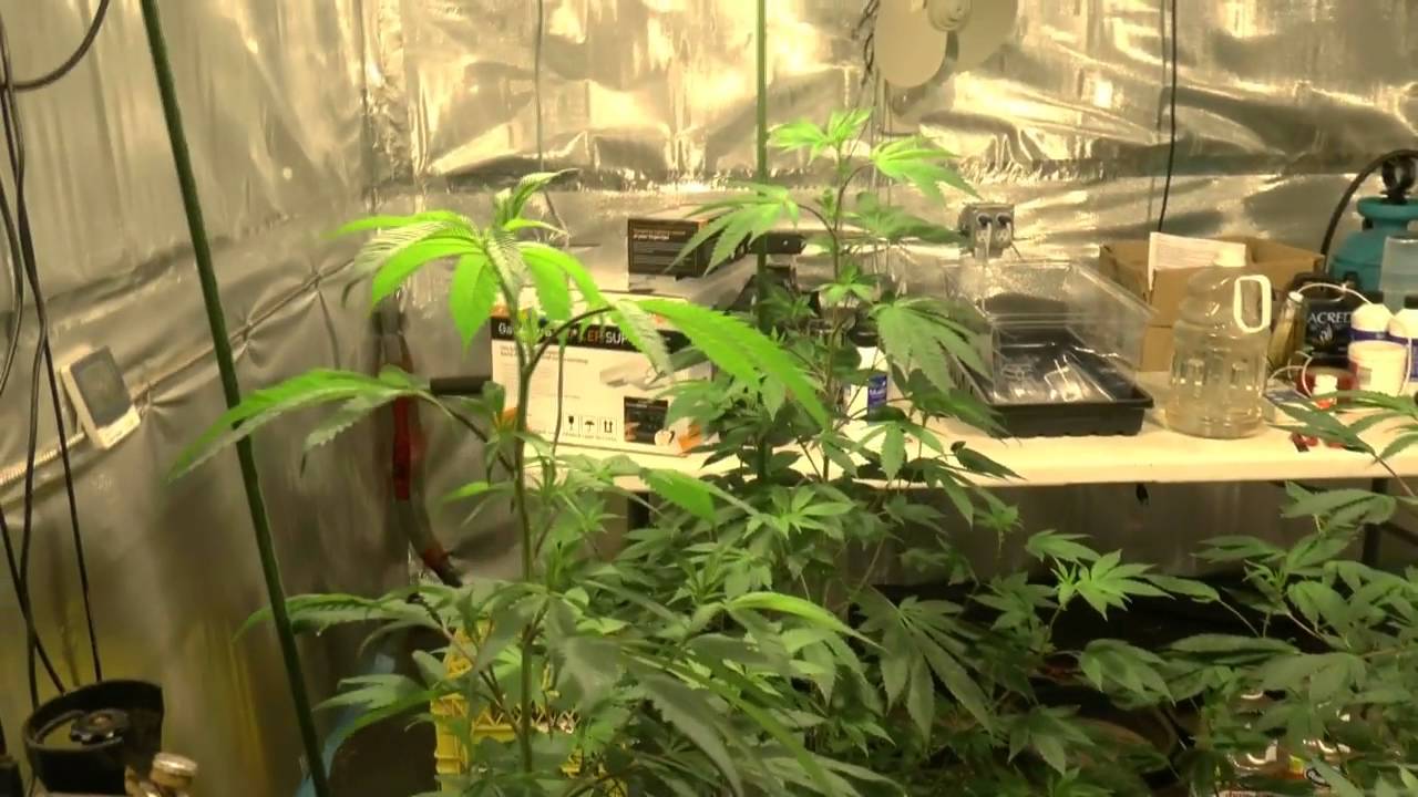 Stressed Purple Stalks﻿