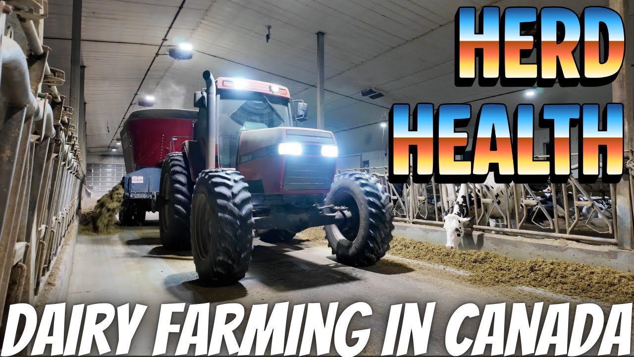 Herd Health, Tool Boxes, And Big Day In The Cheese Building