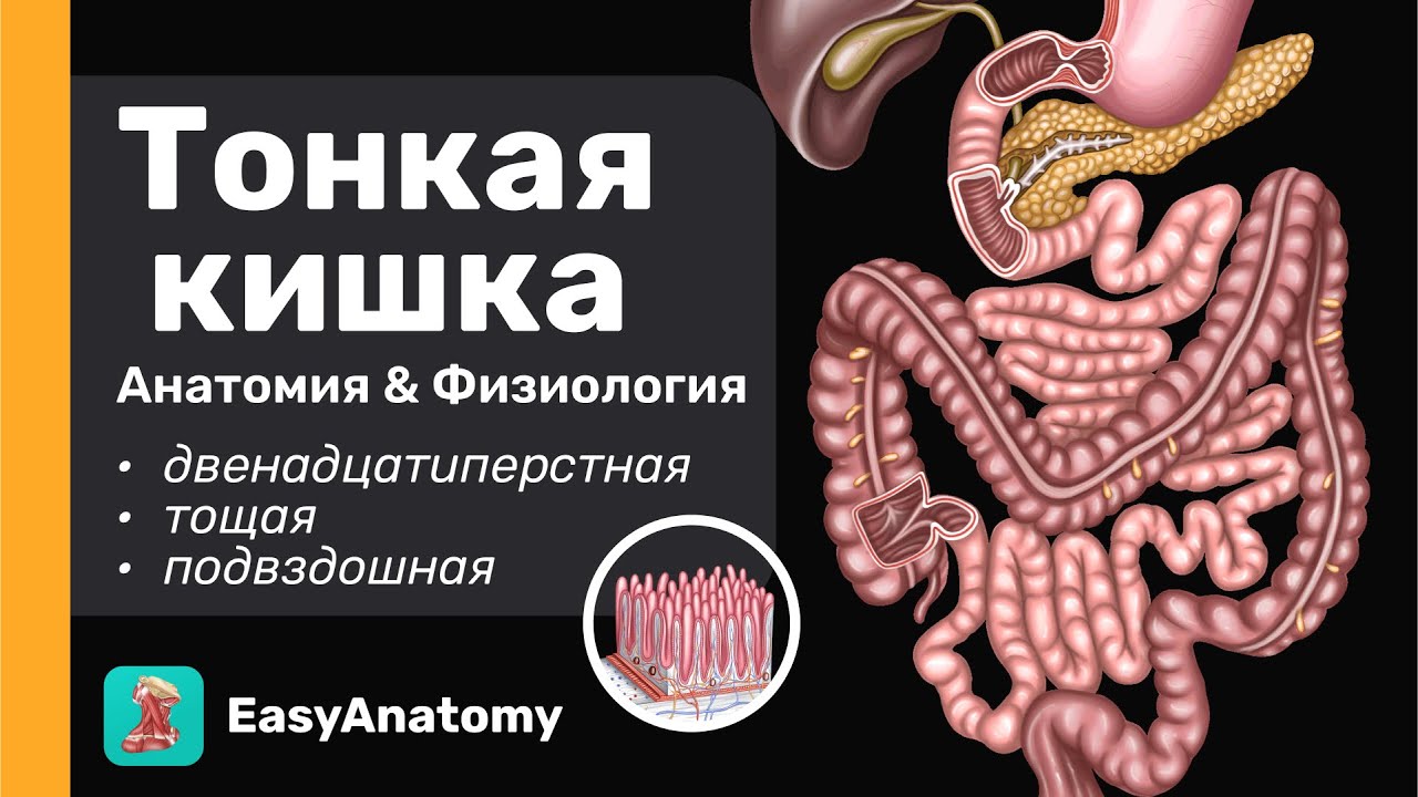Тонкая кишка: Анатомия | Двенадцатиперстная кишка | Тощая и подвздошная кишка| Брыжейка|Easy Anatomy